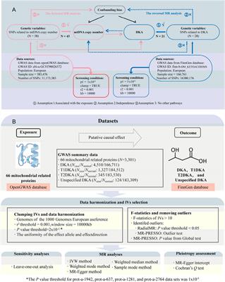 Mitochondrial proteins as therapeutic targets in diabetic ketoacidosis: evidence from Mendelian randomization analysis